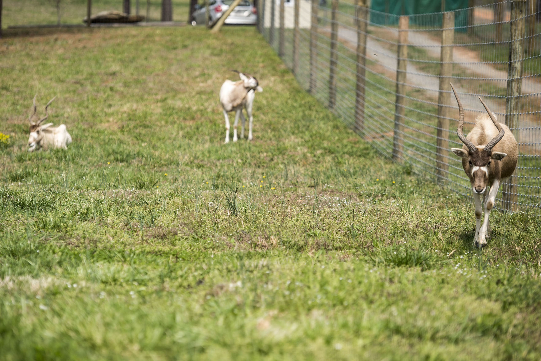 Wildlife 08